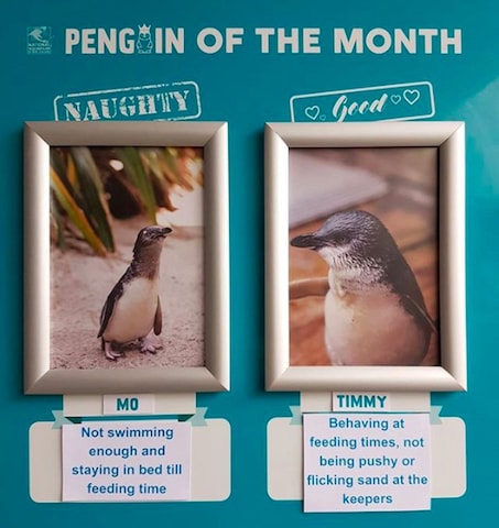 penguin of the month chart in New Zealand.