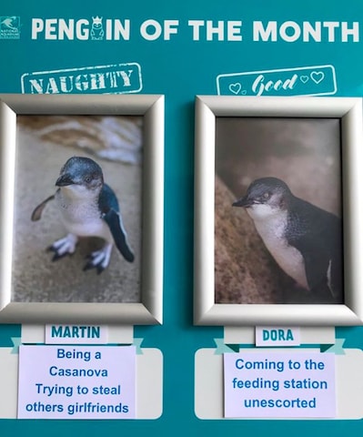 Penguins of the Month in New Zealand.