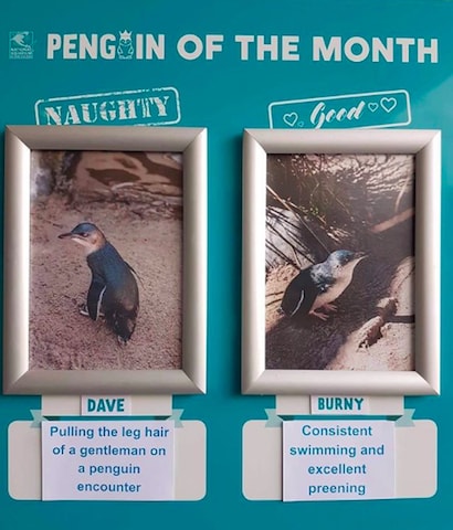 Penguins of the month in New Zealand.