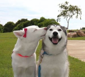 Perros sonriendo