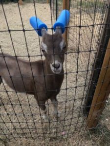 Los pastores protegen los cuernos de sus cabras de formas muy curiosas